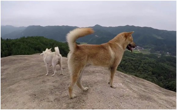 中华田园犬差点濒危，日本柴犬身价剧增，为何相差如此巨大？