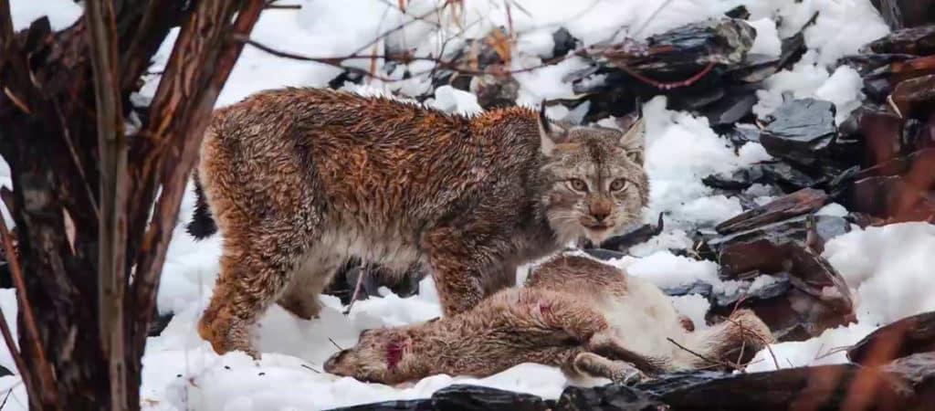 如果藏獒和猞猁进行殊死搏斗，最后谁会是赢家？