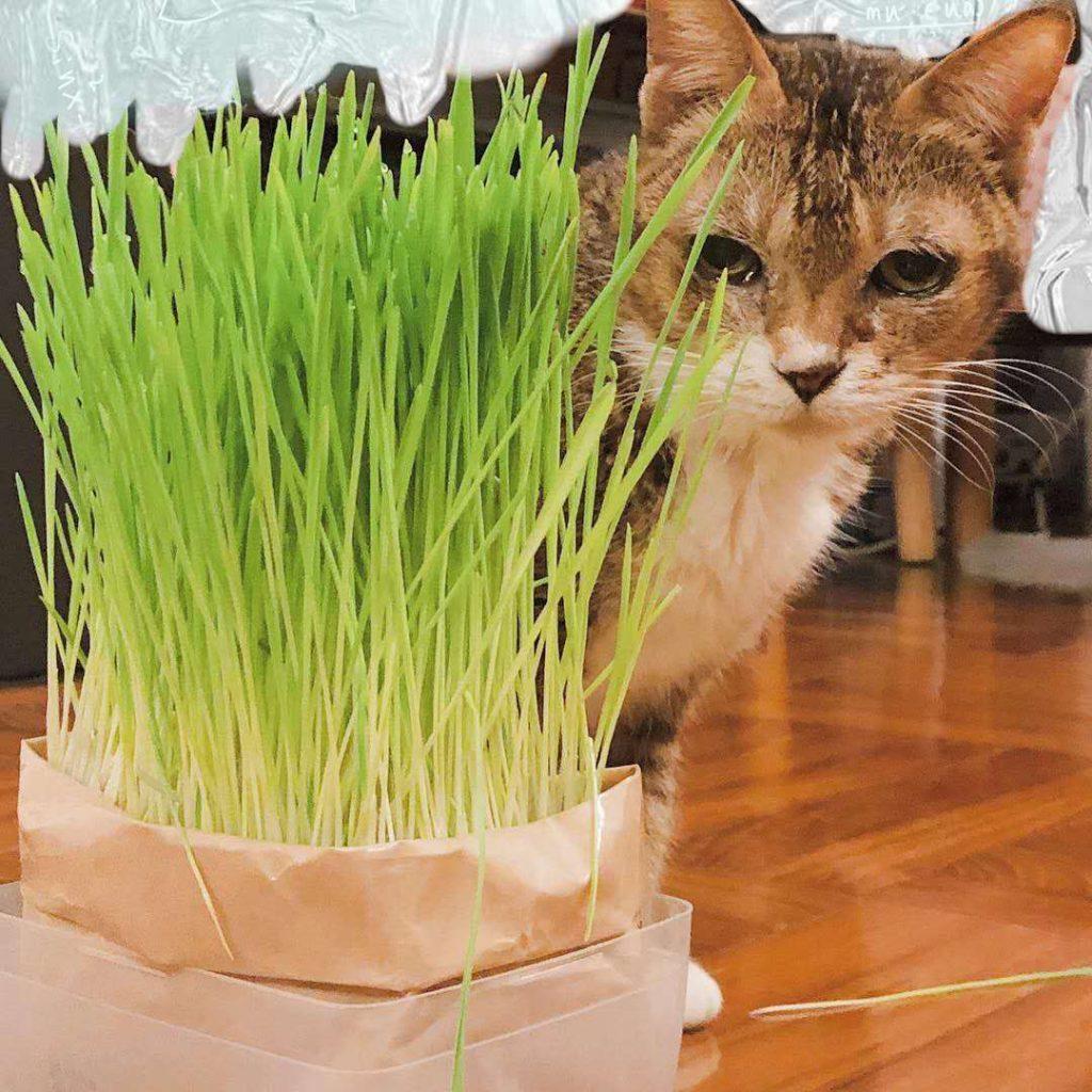 猫草的6个误区，过量食用猫草对猫并不好