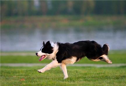 边境牧羊犬怎么养？饲养边境牧犬的注意事项又有哪些？