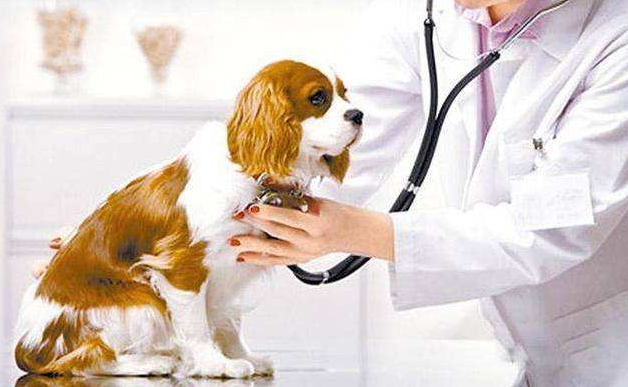 狗狗注射疫苗的正确时间是什么时候？了解宠物接种误区尽量不要碰！