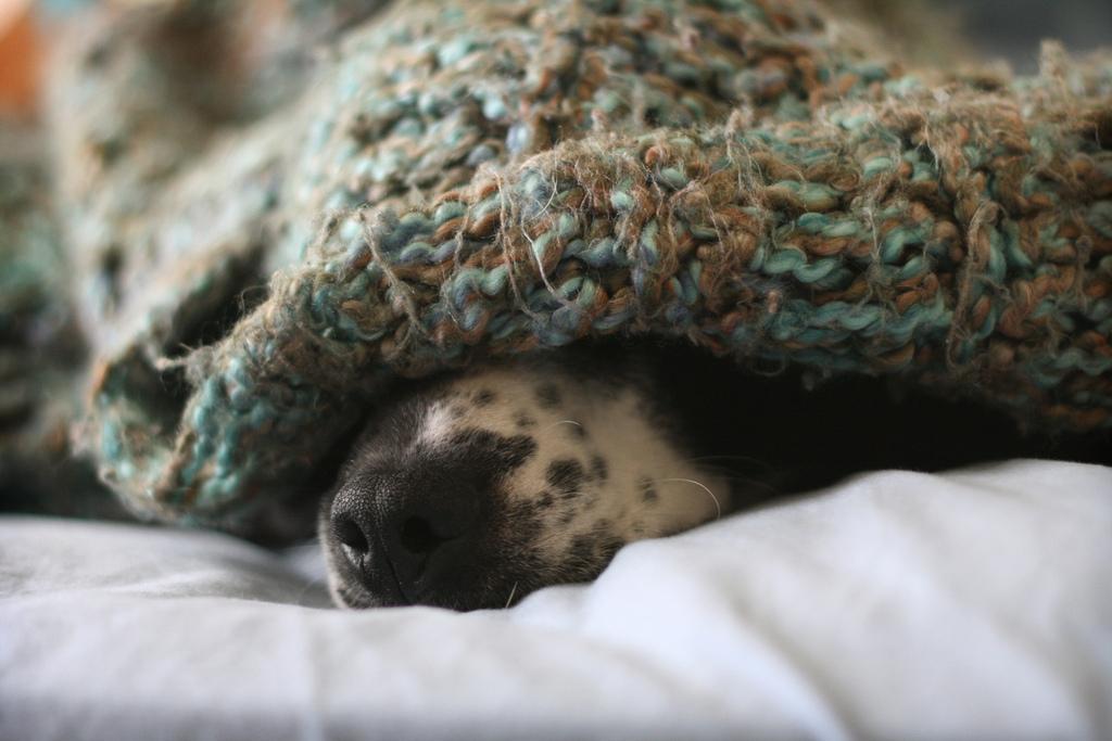 冬天快要到来，该如何给狗狗进行保暖？有必要对狗狗采取保暖措施吗？