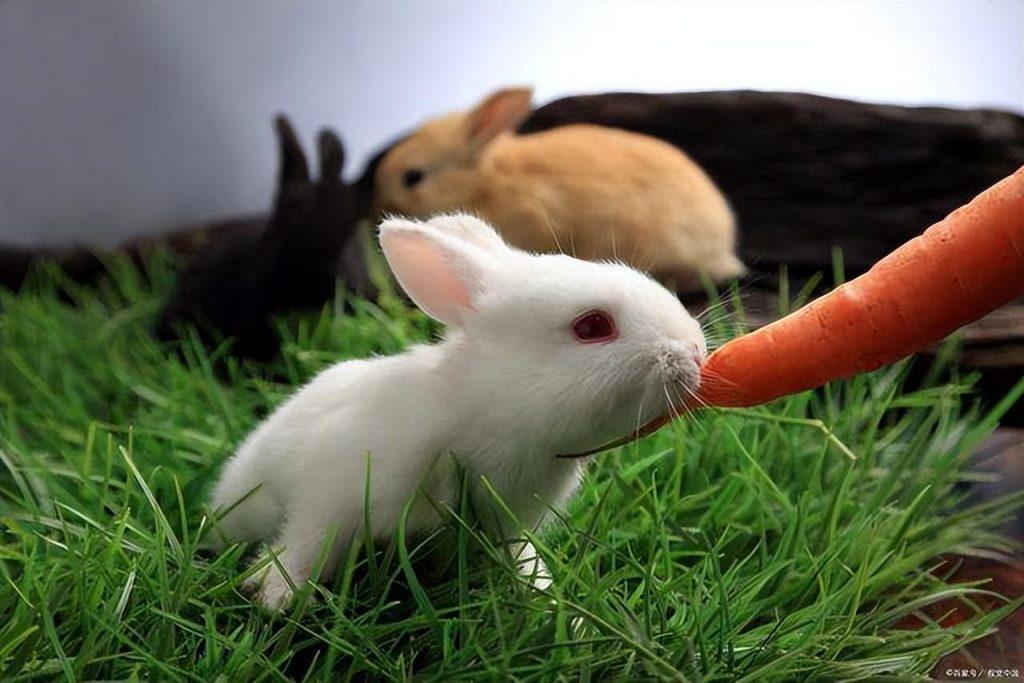 宠物兔子应该怎么喂养呢？