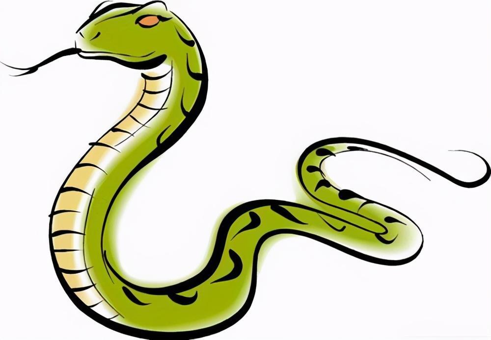 蛇的寿命一般有多长？蛇最长能够活上四五十年