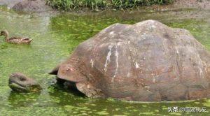 给陆龟泡澡请注意以下几点，经常给陆龟泡澡会带来如下好处有什么？