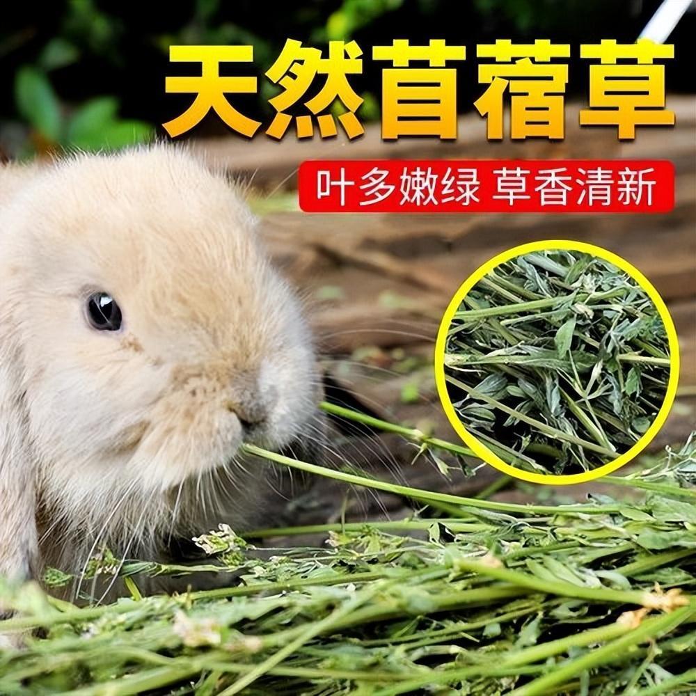宠物兔子应该怎么喂养呢？