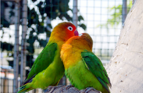 全球最痴情的10大鸟类你知道哪一个呢？