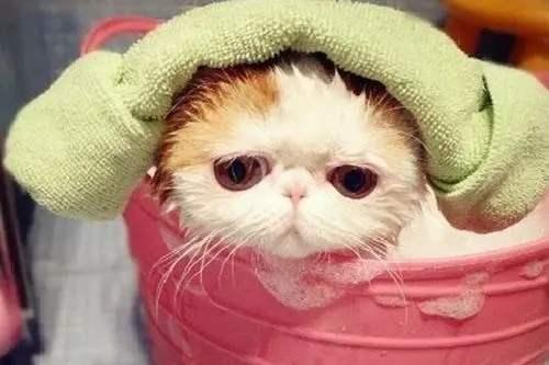 猫咪可以频繁的洗澡吗？关于给猫洗澡的常见问题分享！