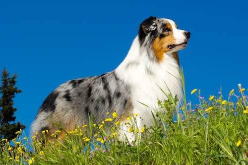 边境牧羊犬和澳洲牧羊犬的五大区别你知道吗？看看你更加喜欢谁