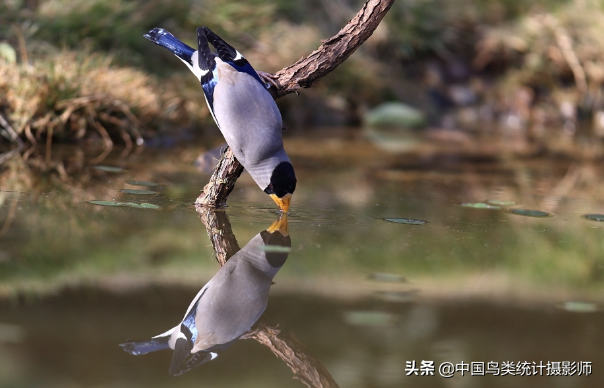 中国蜡嘴雀属鸟类——黑头蜡嘴雀