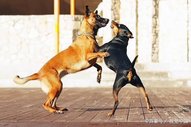 马犬的基本饲养方法：不能很好的驯养，建议最好不要饲养