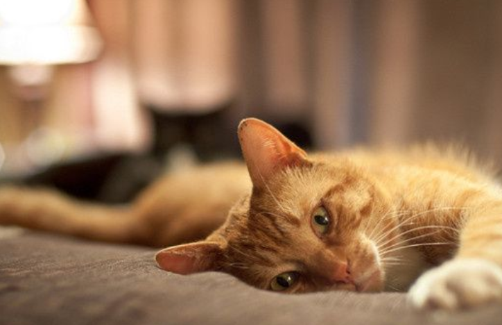 养猫必看：猫鼻支治疗费用是多少？猫鼻支怎么预防？