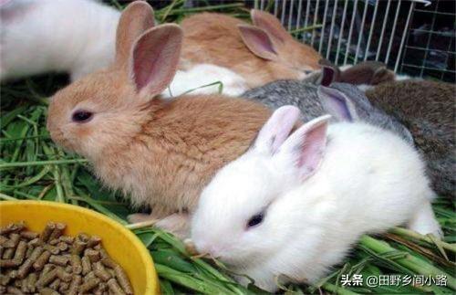 兔子的繁殖数量不多，想要把兔子养好需要注意什么？
