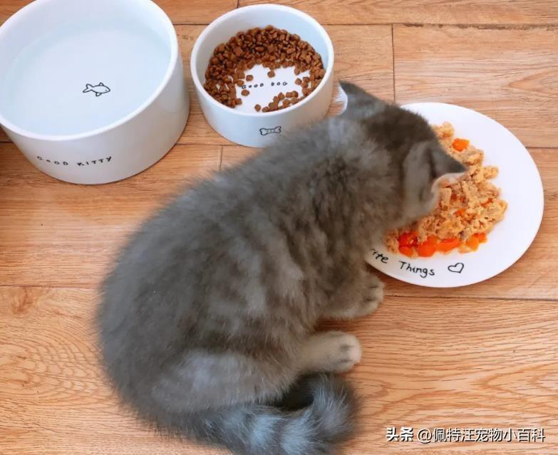 三个月的猫咪怎么喂食比较合理？幼猫喂养技巧