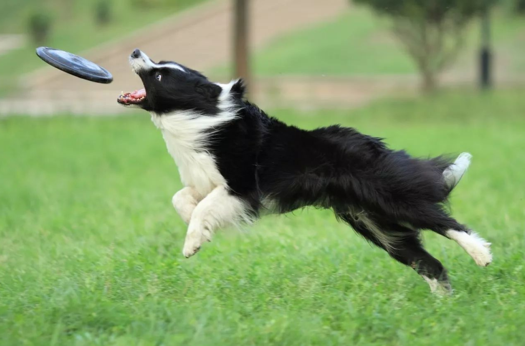 物种百科：边境牧羊犬（边境牧羊犬的基本信息）