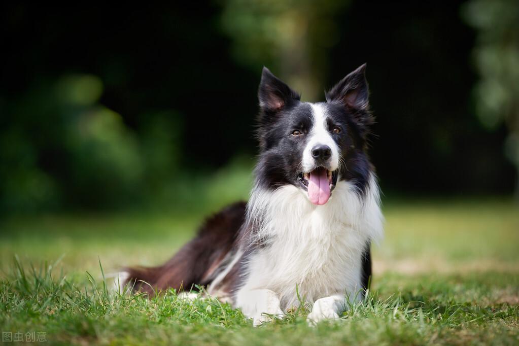 边境牧羊犬和澳洲牧羊犬的五大区别你知道吗？看看你更加喜欢谁