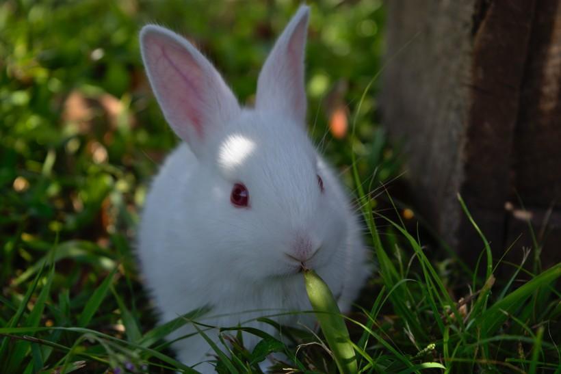 小兔子一天喂多少食物？小兔子能吃什么？