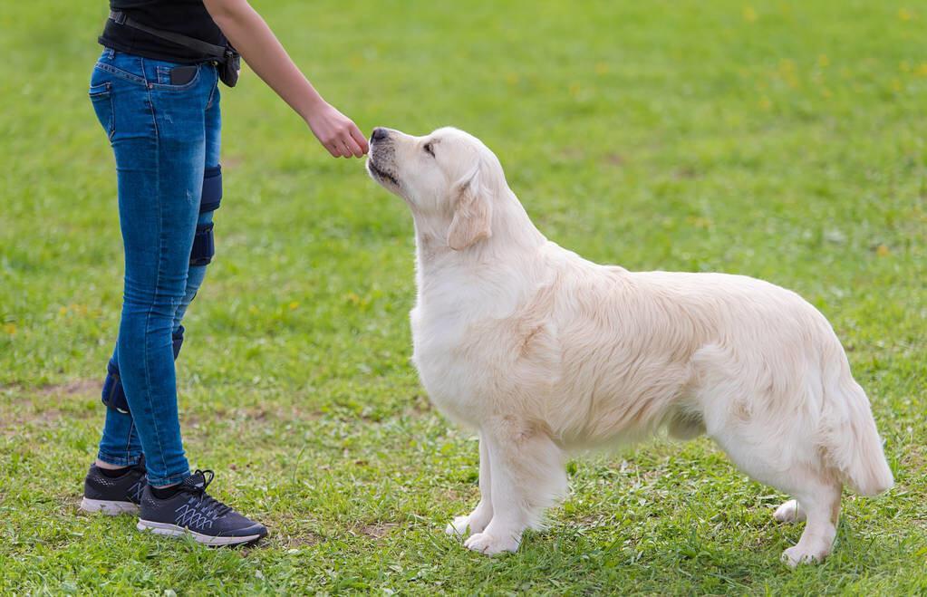 金毛犬好训练吗？又该怎么训练呢？