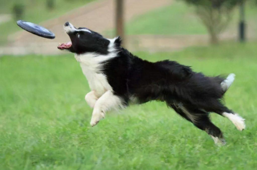 降！降！降！边境牧羊犬的价格下降了，养它们的人反而还少了？