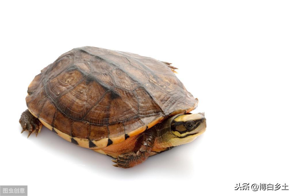 养龟人需要注意：不同的乌龟，不同的冬眠温度你知道吗？