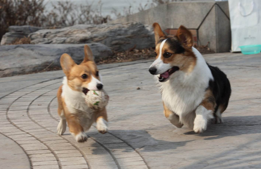 如何挑选纯种的柯基犬？什么样的价格是比较合适的呢？