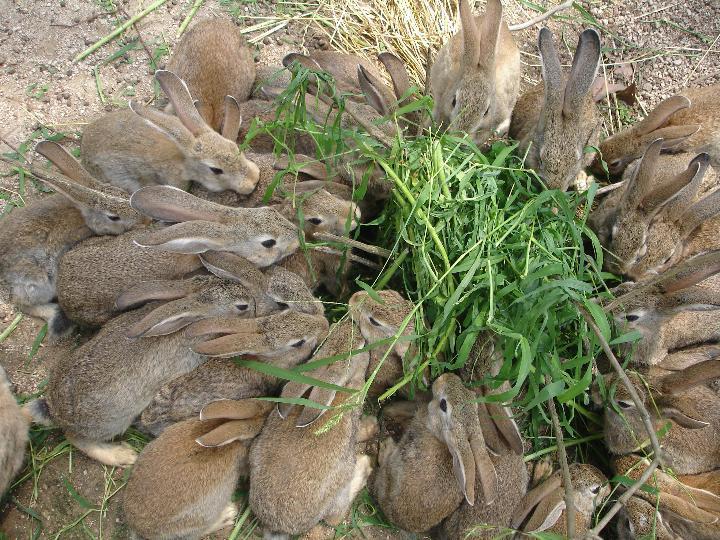 养殖兔子该怎么去育肥呢?