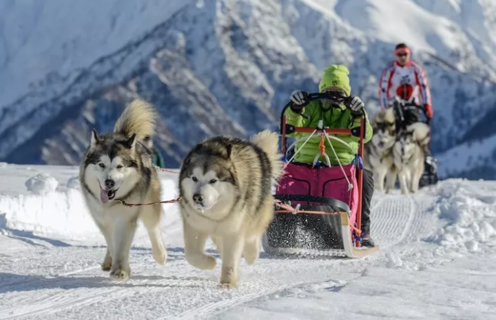 雪橇犬的种类都有哪些？（哈士奇阿拉斯加犬萨摩耶）