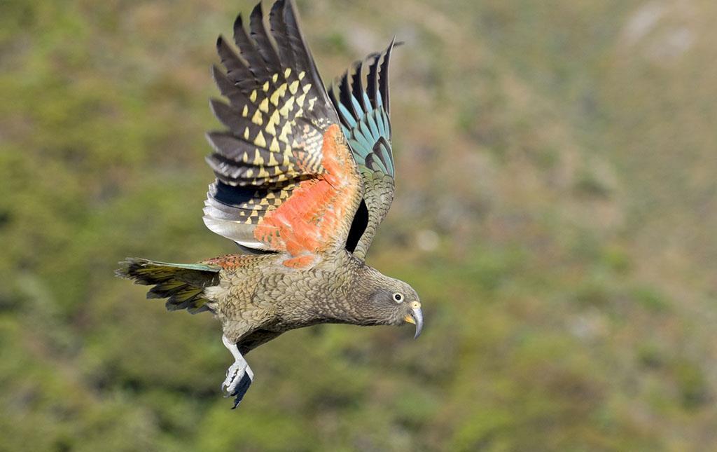 物种百科：啄羊鹦鹉的介绍