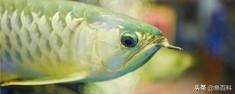 银龙鱼水质PH值应在多少合适？养银龙鱼需要注意什么？