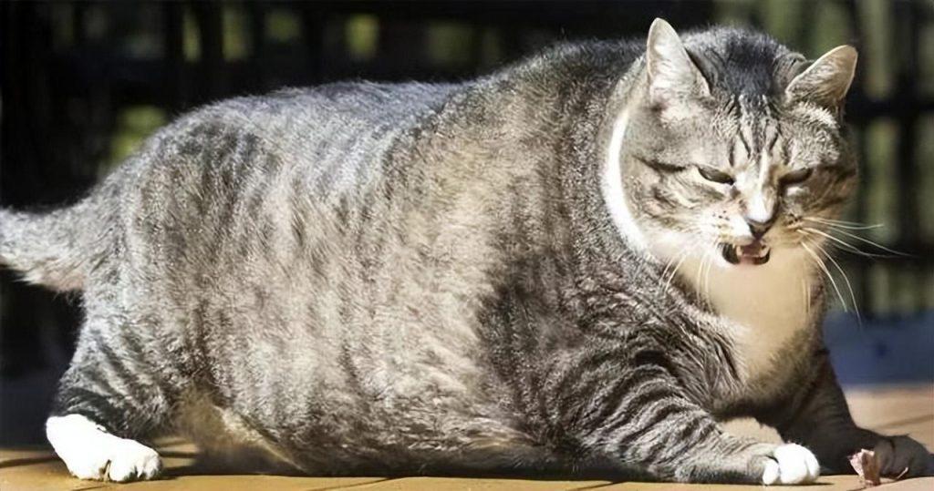 关于猫咪体重的那些小秘密：猫咪也有身材体重焦虑吗？