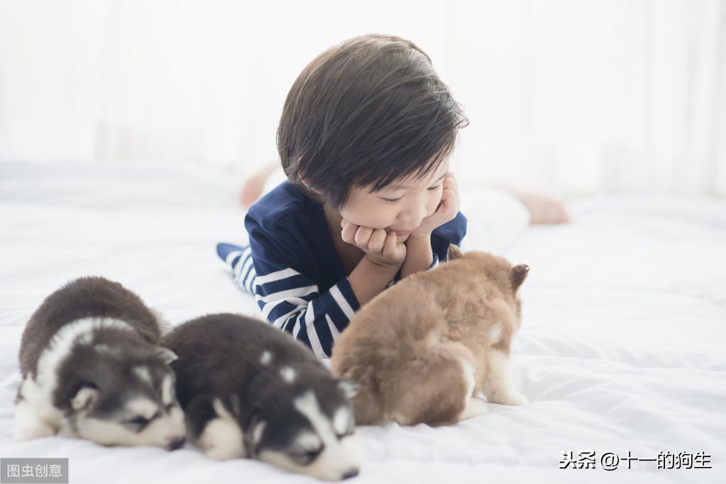 幼犬的营养需求与成犬有什么不一样？