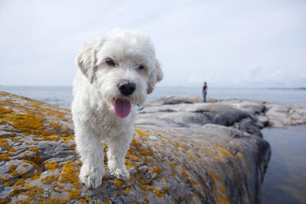 你家比熊现在几岁了呢？比熊犬一生5大时期，饲养指南