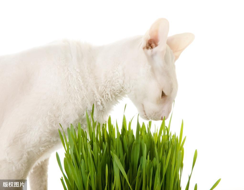 种了猫草就能随便喂吗？正确的喂法是什么？