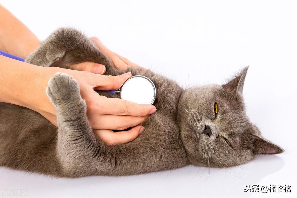 猫呕吐了怎么办？如何分辨猫咪是否需要就医？