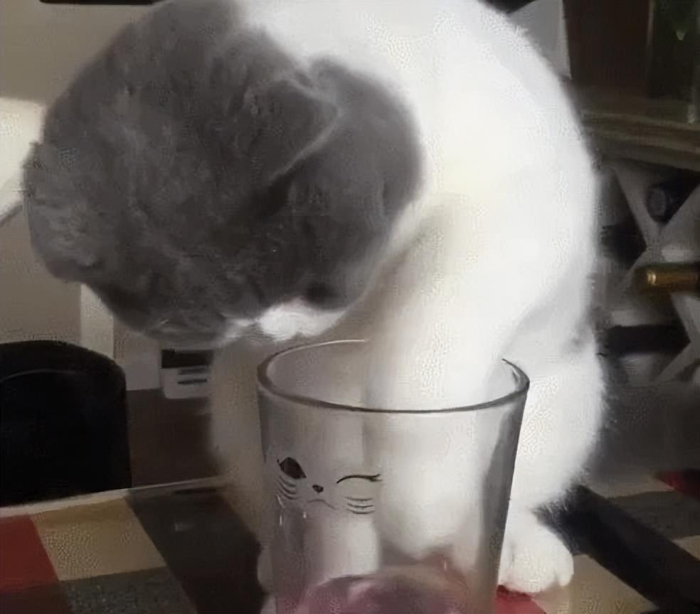 如何增加小猫咪喝水量？猫咪不爱喝水的原因？