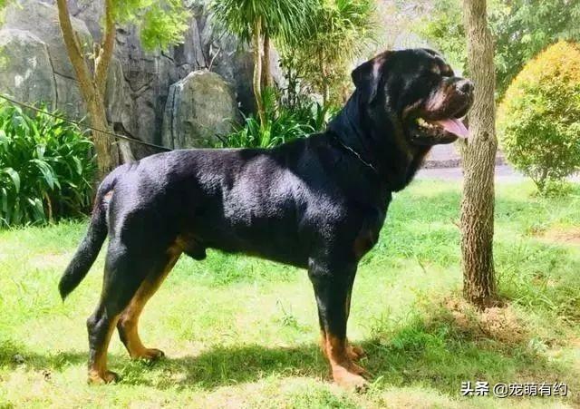 罗威纳犬多少钱？价格会受什么影响？其价格主要受这些因素影响