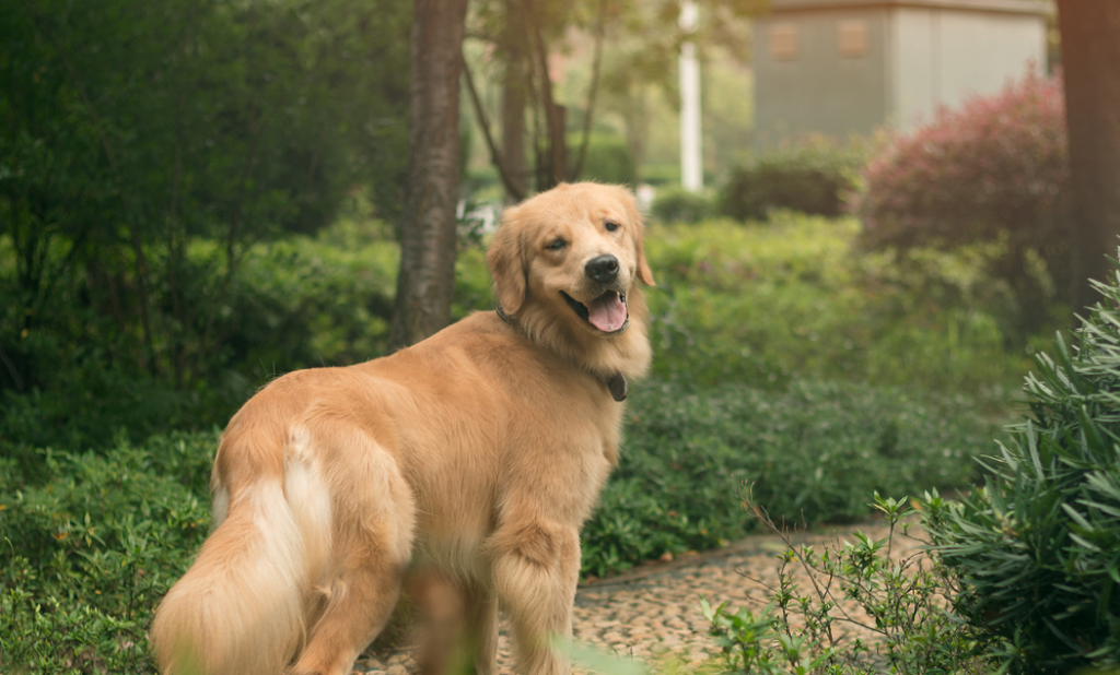 家里的金毛犬便秘了怎么办？5个方法解决狗狗便秘问题！