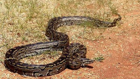 世界十大最巨大的蟒蛇有对长？有些长达十几米