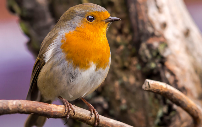 全球最痴情的10大鸟类你知道哪一个呢？