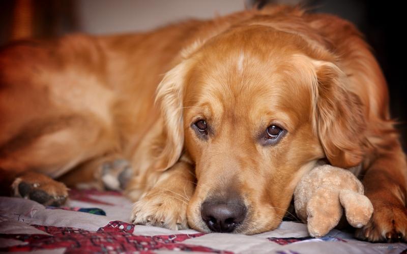 金毛挑食有什么解决的方法？金毛犬挑食了应该怎么办？