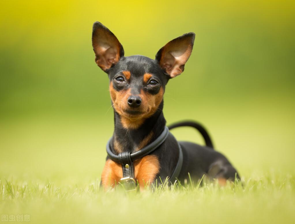 新手不建议饲养杜宾犬，它的攻击性太强了！