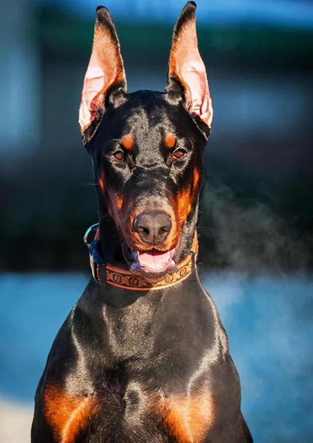 新手不建议饲养杜宾犬，它的攻击性太强了！