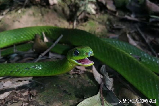 最吓人的两种无毒蛇，比毒蛇还要常见！