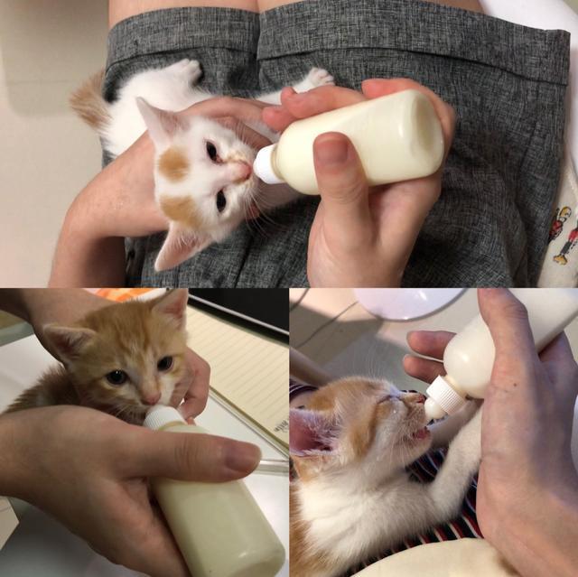 如何喂养刚出生的小奶猫？成功喂养四只奶猫的经验分享