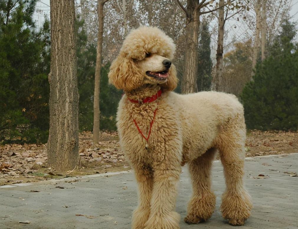 巨型贵宾犬毛发变白是什么原因？是不是老了的特征？