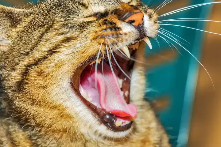 如何判断猫咪的口腔健康？如何预防猫咪口腔问题？教你三招，快速分辨