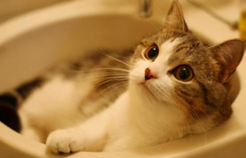 猫咪多久洗一次澡？猫咪洗澡需要注意什么？