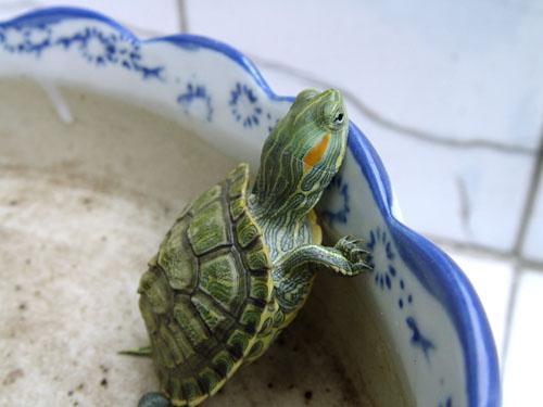 买了只巴西龟，怎么才能又省钱？