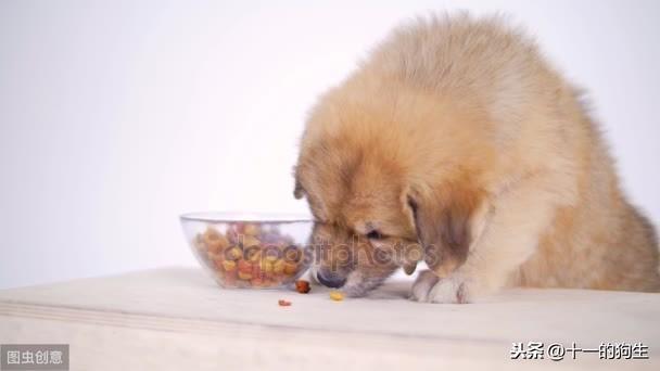 狗粮中含有多少卡路里？什么类型的狗碗是最好的？