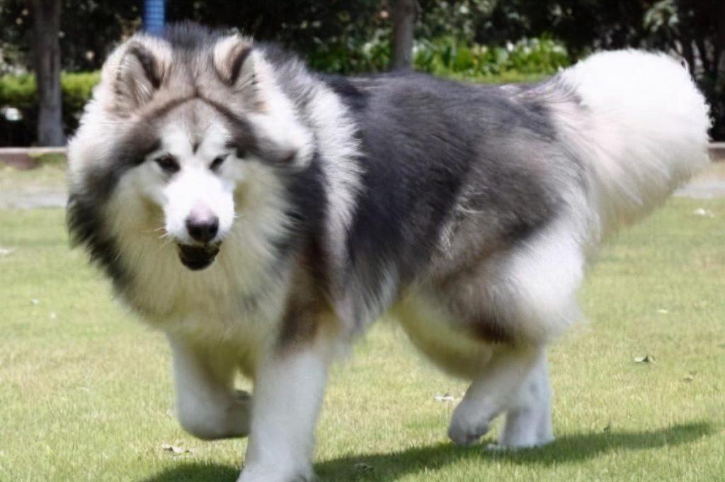 十大寿命最长的狗品种 阿拉斯加第一，这样自己的爱犬就可以多陪伴自己几年